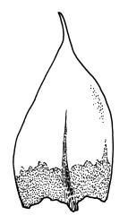 Bryum argenteum, leaf.Drawn from W. Martin 57.10, CHR 515790, K.W. Allison 2455, CHR 577448, and B.P.J. Molloy s.n., 7 Mar. 1972, CHR 164170.
 Image: R.C. Wagstaff © Landcare Research 2015 